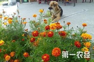 哈密瓜今日批发价格,“今日哈密瓜批发价格行情解析”