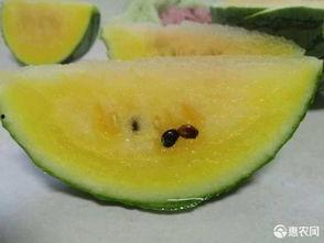 礼品瓜今日价格,品味健康，尽享盛夏佳选”