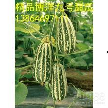 潍坊棱瓜今日价格,市场行情一览”
