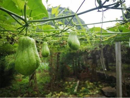吃佛手瓜会拉黑便吗,真相揭秘！”