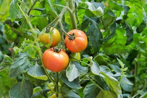 饶阳瓜菜今日价格,新鲜蔬菜价格一览”