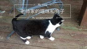瓜总小猫咪今日,今日萌态大揭秘