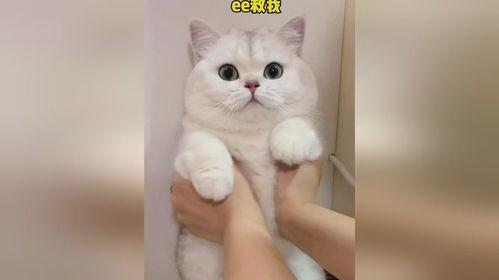 瓜总小猫咪今日,今日萌态大揭秘