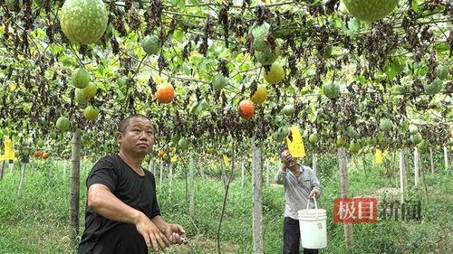 山东小吊瓜今日行情最新消息,今日价格再创新高