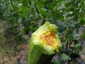 山瓜甜瓜今日价格行情,今日市场动态一览