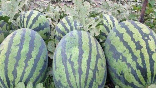 新疆今日瓜,新鲜趣事一网打尽