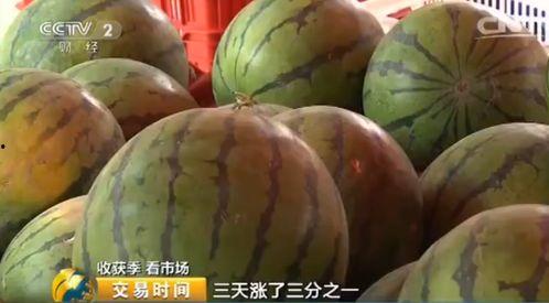 今日毛瓜收货价是多少呢,今日毛瓜收货价揭晓
