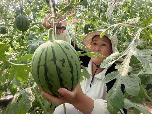 临汾小吊瓜今日价格,价格行情一览”
