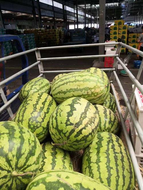 广州今日麒麟瓜批发价格,品质佳价优，市场走俏”