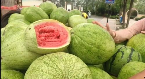 河南今日瓜价