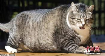 51今日吃瓜热门胖猫,热门胖猫萌态十足，网友直呼“治愈系”