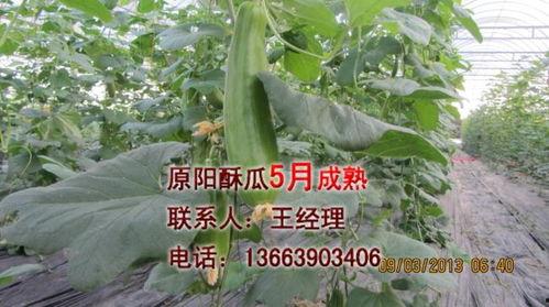 酥瓜今日价位最新行情,今日最新价位一览