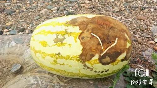 黑虎吃瓜,揭秘神秘生物的趣味生活