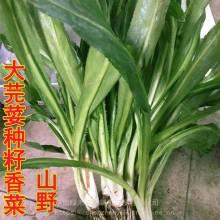 蒲瓜价格行情今日查询,波动分析及市场趋势洞察
