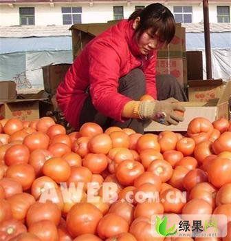 中牟韩寺镇今日吊瓜价格,今日韩寺镇吊瓜价格行情分析