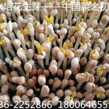 昆明今日佛手瓜批发价格,实惠之选，市场走俏