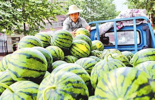 小吊瓜西瓜今日价格,市场行情一览”