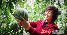小吊瓜西瓜今日价格,市场行情一览”