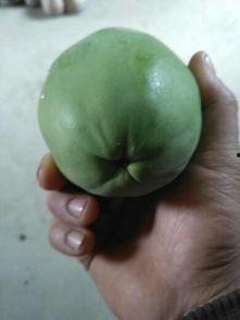 今日摘瓜什么价钱啊,今日摘瓜价格行情一览