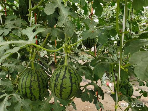 小吊瓜今日价格一览表,市场行情实时解析