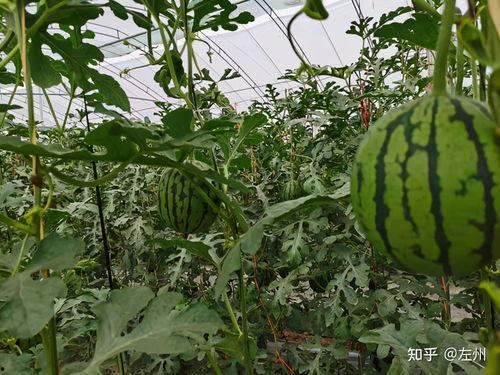 小吊瓜今日价格一览表,市场行情实时解析