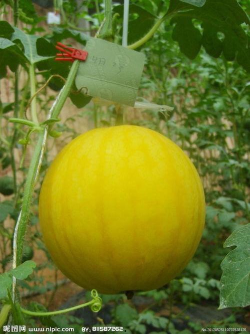 瓜州黄皮西瓜今日新闻,今日新闻聚焦乡村振兴新亮点