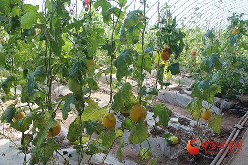 瓜州黄皮西瓜今日新闻,今日新闻聚焦乡村振兴新亮点