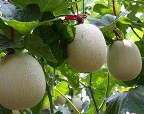 烟台网纹瓜今日价格,新鲜上市，品质优价实惠