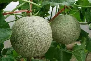 烟台网纹瓜今日价格,新鲜上市，品质优价实惠