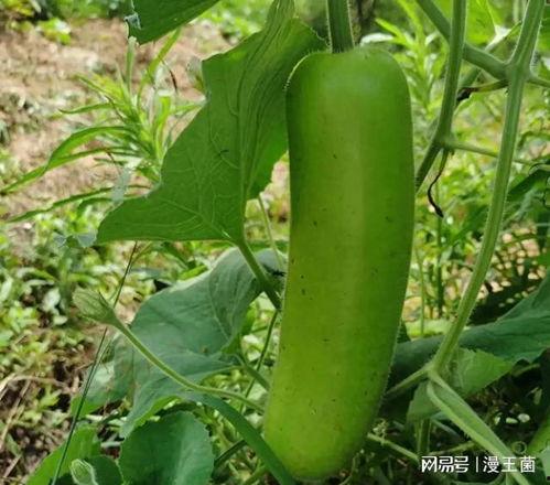 瓠子瓜今日价格,市场行情一览