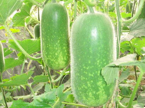 51吃瓜今日吃瓜必吃短片,揭秘今日必看吃瓜短片，笑料百出，精彩纷呈