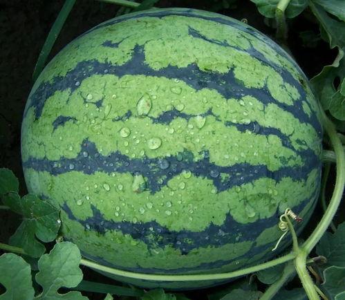 黑科吃瓜爆料最新进展,真相大白，幕后黑手浮出水面！”