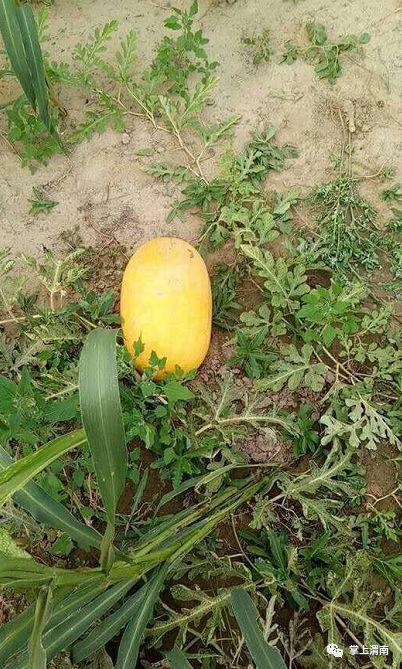 山东黄皮瓜价格今日,市场供需两旺