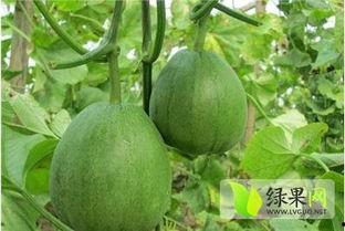 山东黄皮瓜价格今日,市场供需两旺