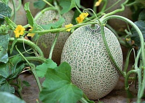 嘉兴哈密瓜今日走量,走量突破新高