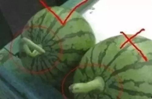 今日吃瓜的作品是什么名字,揭秘XXX背后的故事与真相