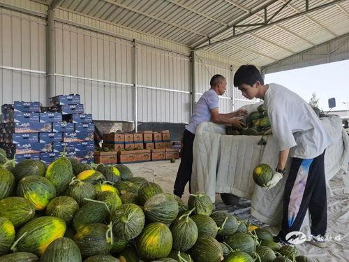 黑瓜吃料总部,揭秘美食原料供应链新篇章