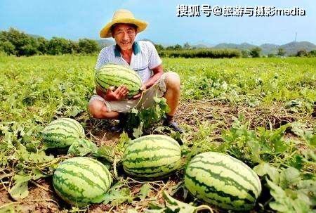 瓜农ccgg今日吃瓜,今日吃瓜，品味生活百态