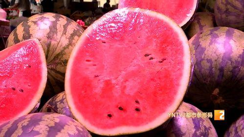 云南麒麟瓜产地今日行情