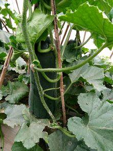 棚瓜里面黑可以吃吗,可食用还是有害？