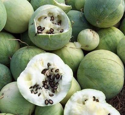 棚瓜里面黑可以吃吗,可食用还是有害？