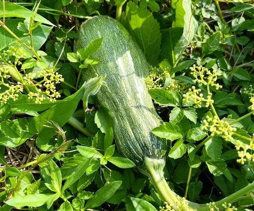 今日份最牛的瓜,揭秘娱乐圈最劲爆幕后故事