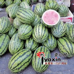 今日乌鲁木齐瓜价,市民抢购热潮涌动”