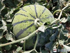 今日乌鲁木齐瓜价,市民抢购热潮涌动”