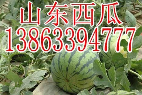 今日寿光瓜价,探寻今日市场动态与影响”