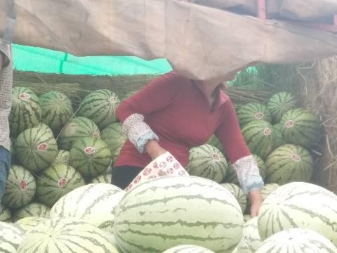 嘉兴今日硒砂瓜行情,品质优良，价格稳定，备受市场青睐