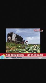 小瓜村今日新闻,瓜农丰收喜讯，乡村振兴新篇章”