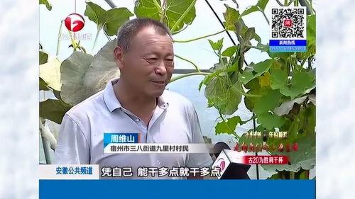 小瓜村今日新闻,瓜农丰收喜讯，乡村振兴新篇章”