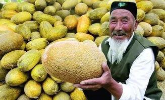 西安雨润今日哈密瓜价格,新鲜上市，价格实惠抢购中”