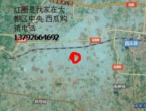 山东昌乐尧沟今日瓜价,瓜果飘香，价格走俏